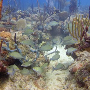 Bayahibe