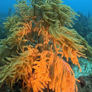Bayahibe (2025)
