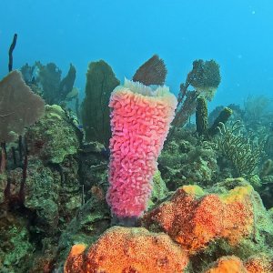 Bayahibe (2025)