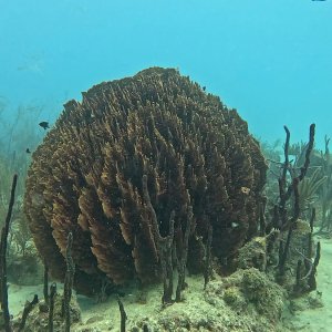 Bayahibe (2025)