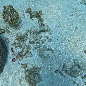 Bayahibe (2025)