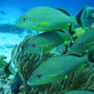 Cozumel 2005