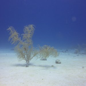 Cozumel 2013