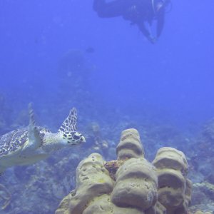 Cozumel 2013