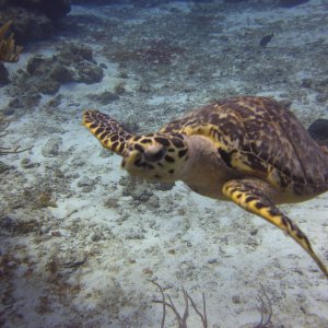 Cozumel 2013