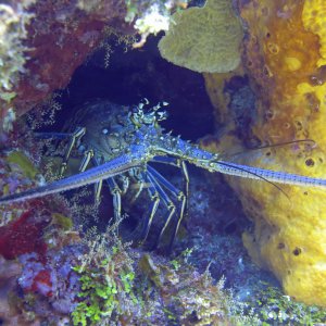 Cozumel 2013