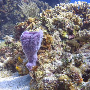 Cozumel 2013