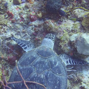 Cozumel 2013