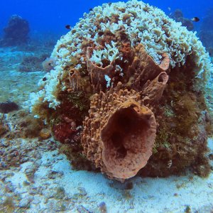 Cozumel 2023