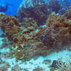 Cozumel 2023