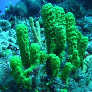 Playa del Carmen (2005)