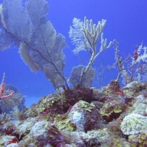 Puerto Aventuras 2016