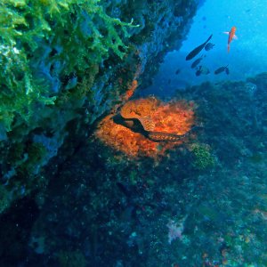 Font De Sa Cala