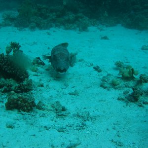 Hurghada